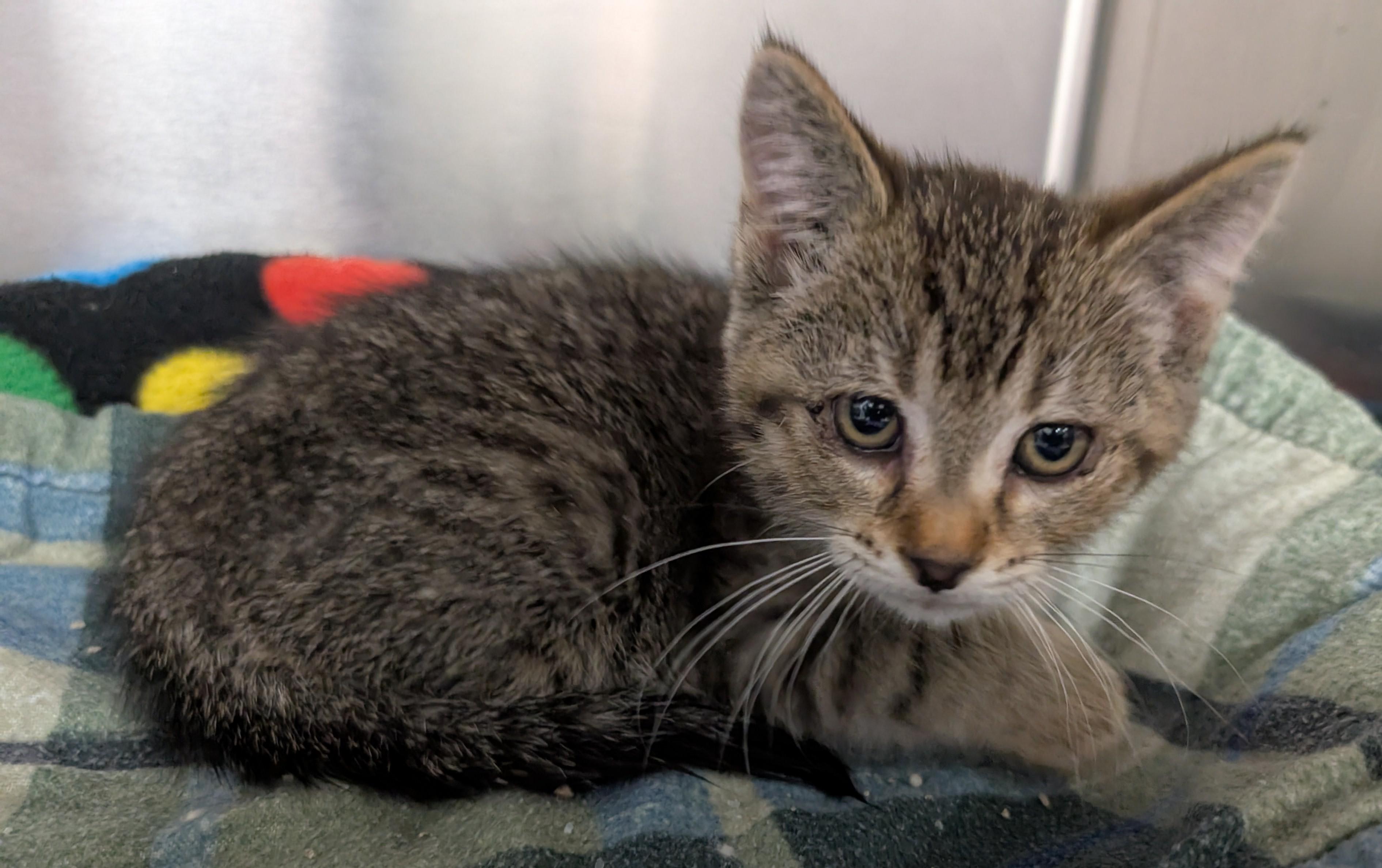 Enlarge Barcode, an adoptable Domestic Short Hair in New Ulm, MN image 1/1