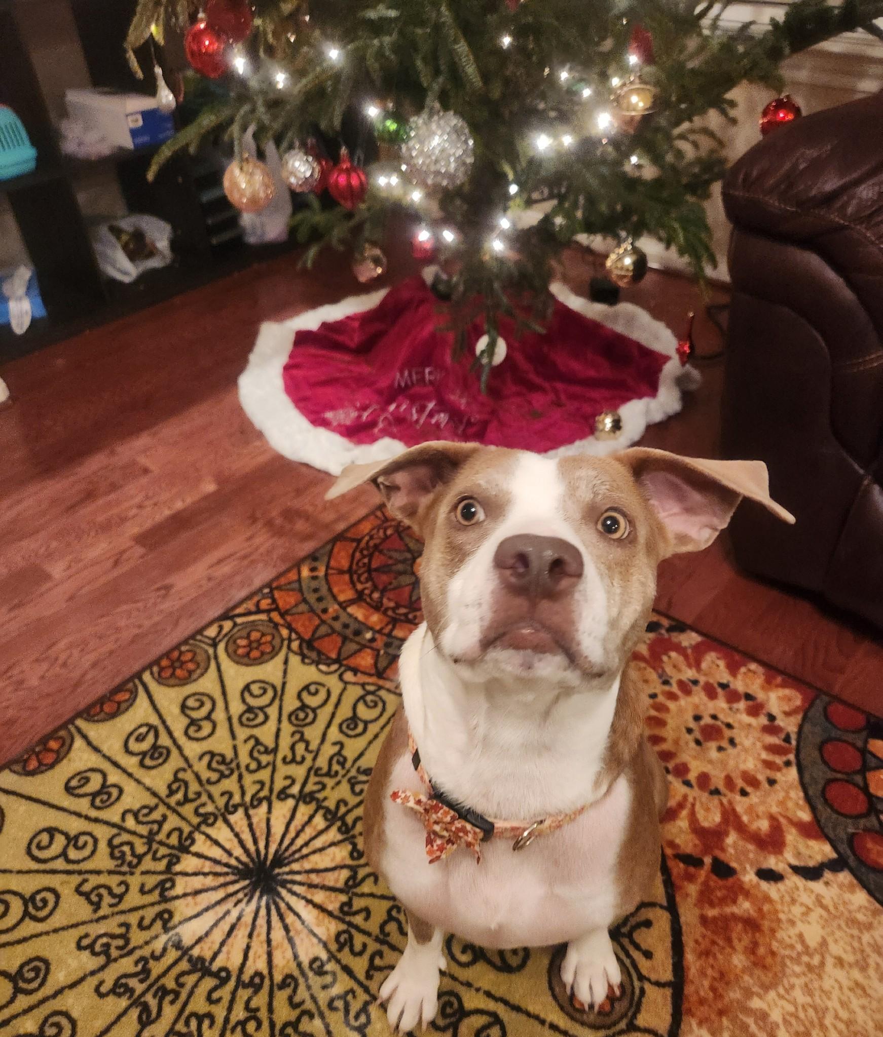 Daisy photo 3