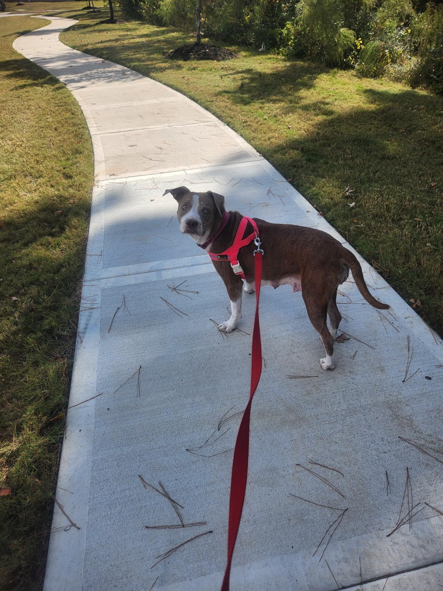 Daisy photo 2