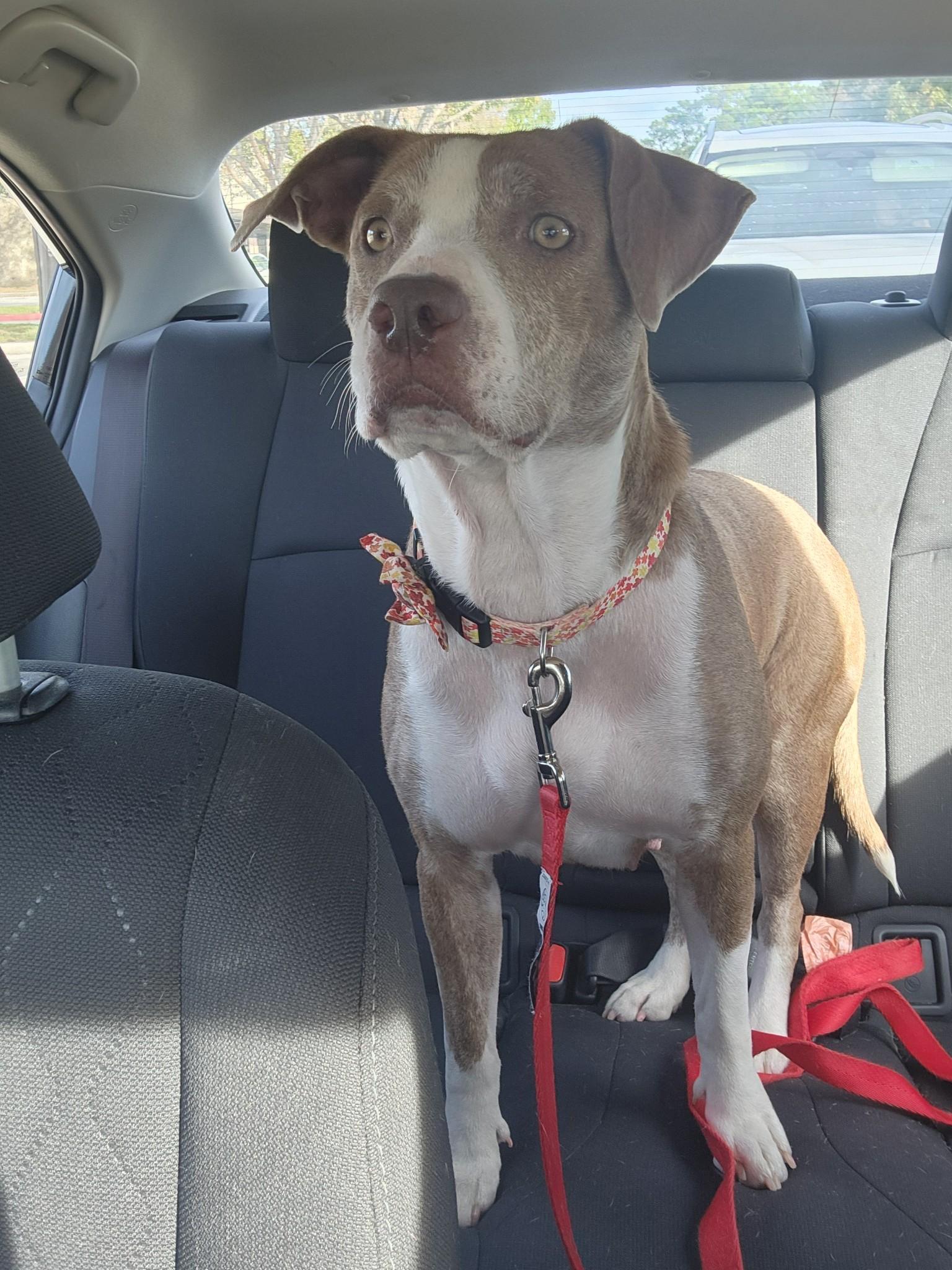 Daisy, Adult Female unknown