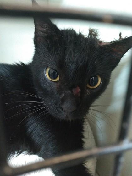 Skittles — thumbnail 2