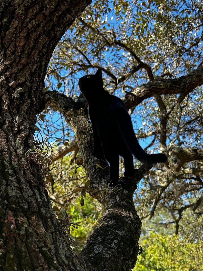 Enlarge Flower, a Adoptable Domestic Short Hair in Spring Hill, FL image 1/1