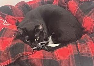 Helena, Adoptable, Young Female Domestic Short Hair.