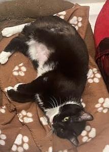 Helena, Adoptable, Young Female Domestic Short Hair.