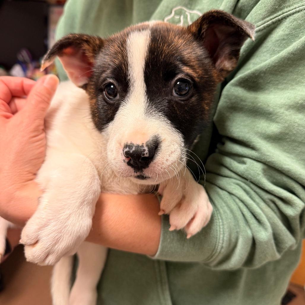Lucky, Adoptable, Puppy Female Mixed Breed.