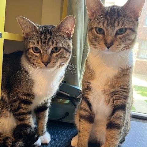 Leo & Simba, bonded siblings
