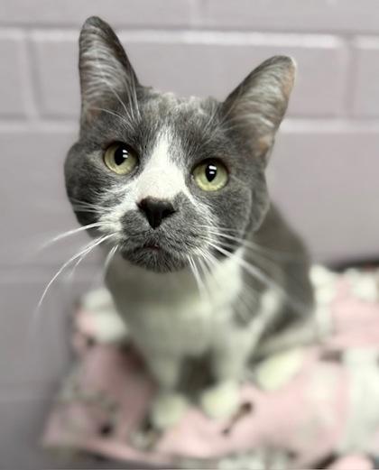 Gus, a Adoptable mixed breed in Columbia City, IN image 1/3