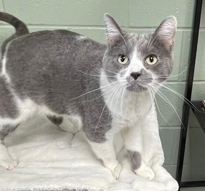 Gus, a Adoptable mixed breed in Columbia City, IN image 2/3