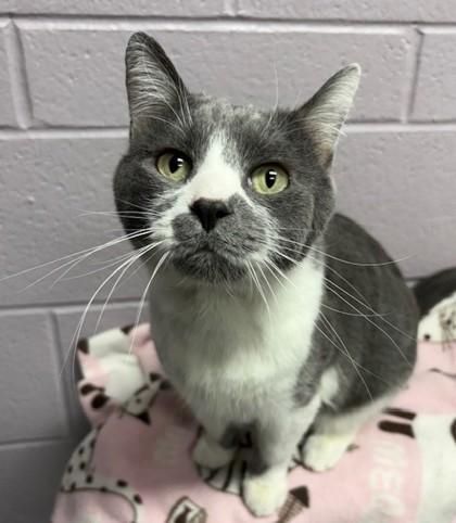 Gus, a Adoptable mixed breed in Columbia City, IN image 3/3