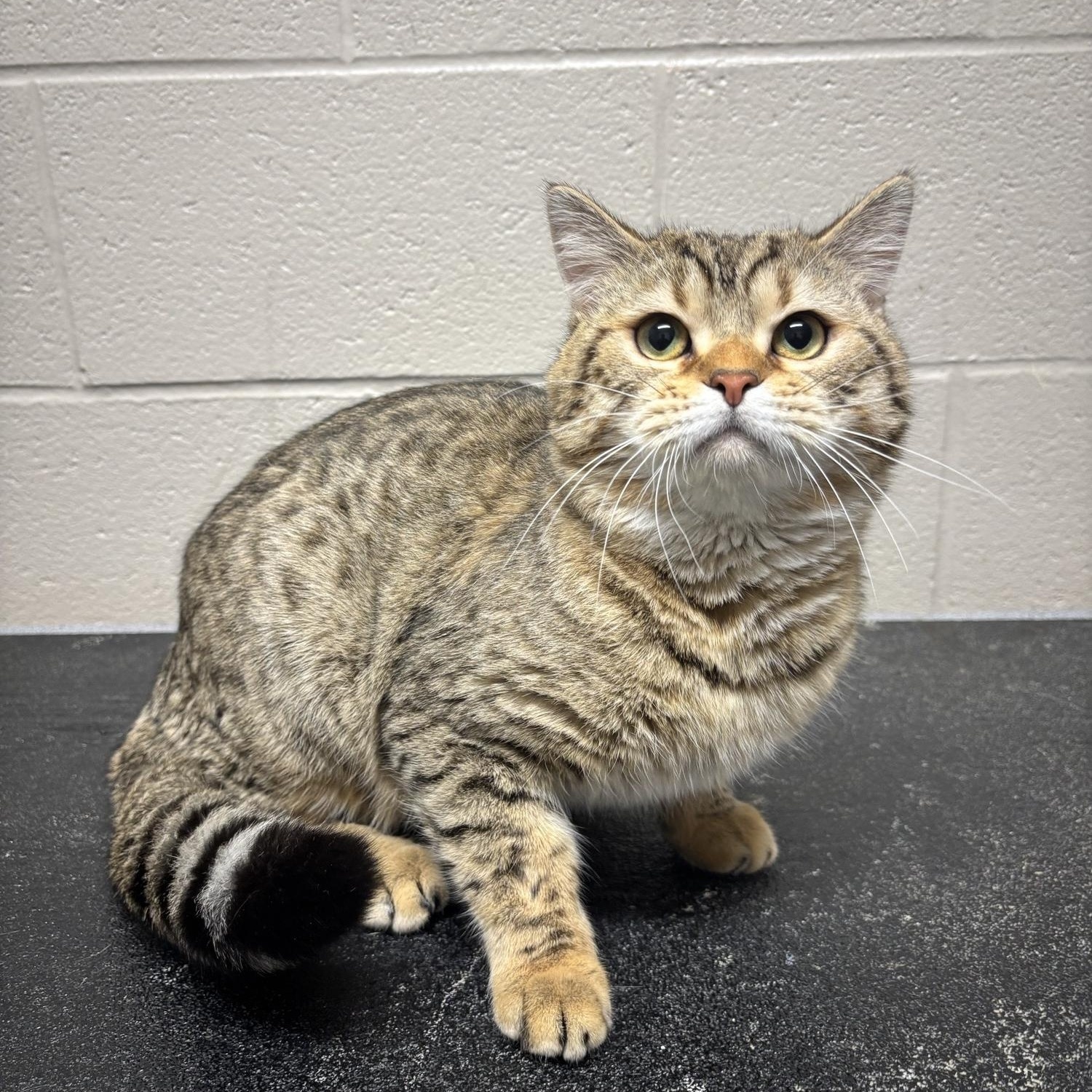 Clark CS-09326, adopted, Young Male Bengal.