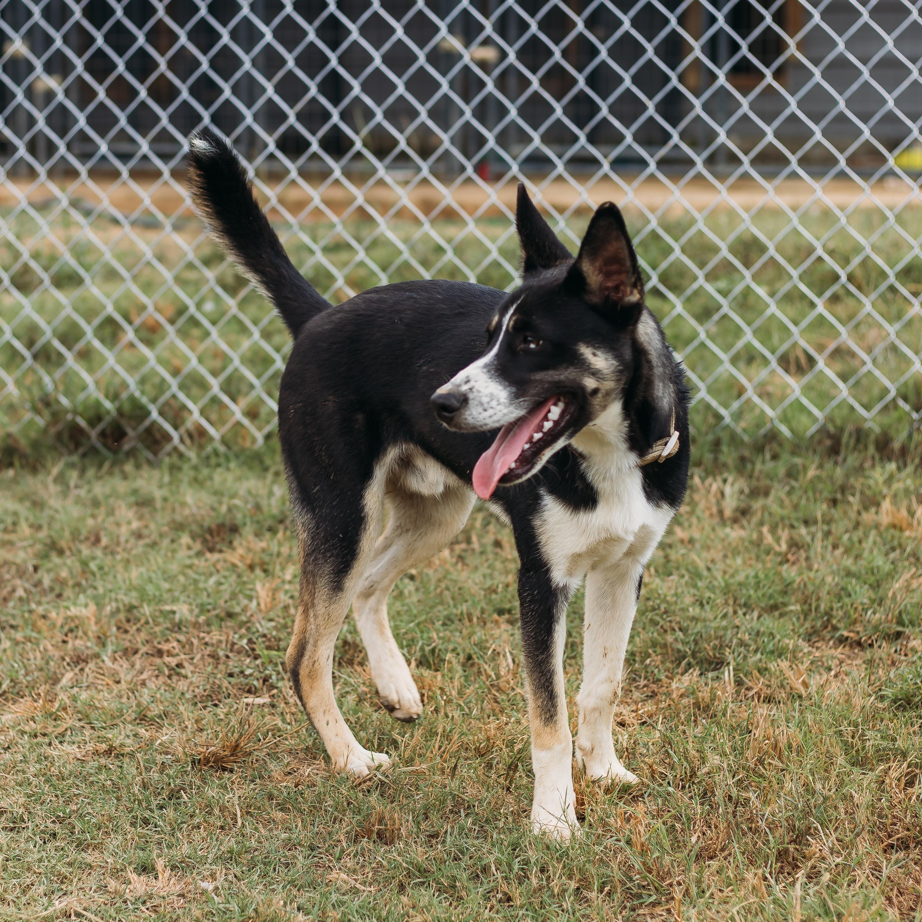 Enlarge Kodiak, a Adoptable Husky in Parrish, AL image 6/6