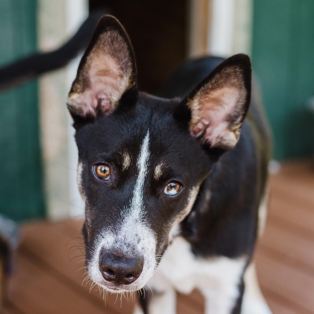 Enlarge Kodiak, a Adoptable Husky in Parrish, AL image 3/6