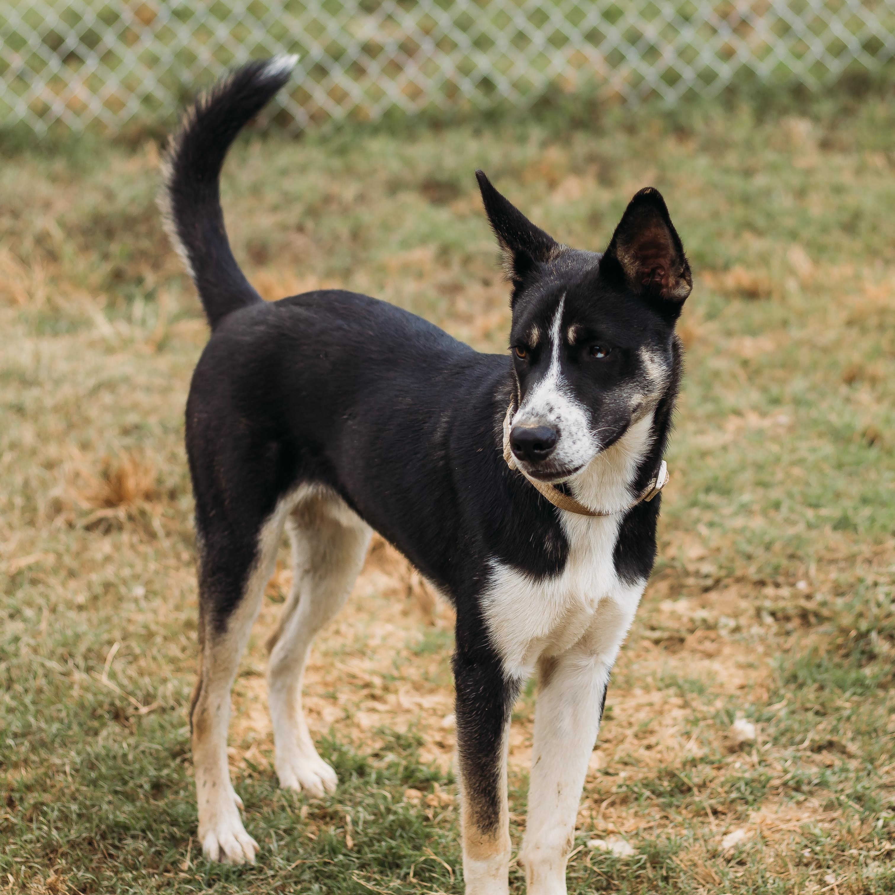 Enlarge Kodiak, a Adoptable Husky in Parrish, AL image 5/6