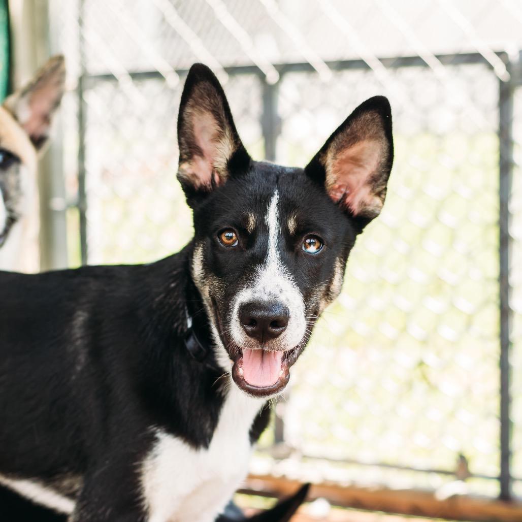 Enlarge Kodiak, a Adoptable Husky in Parrish, AL image 4/6