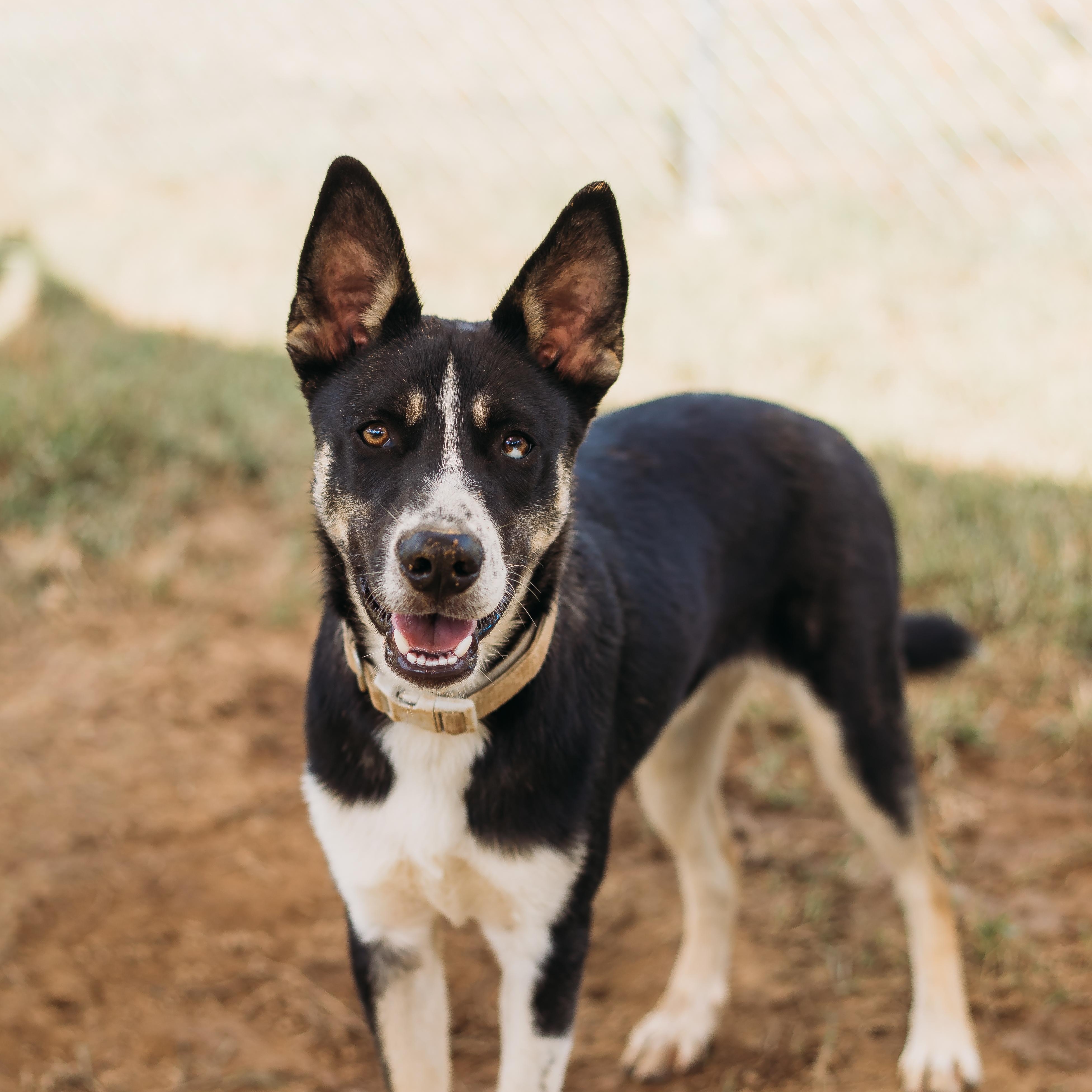 Kodiak, Adoptable, Puppy Male Husky.