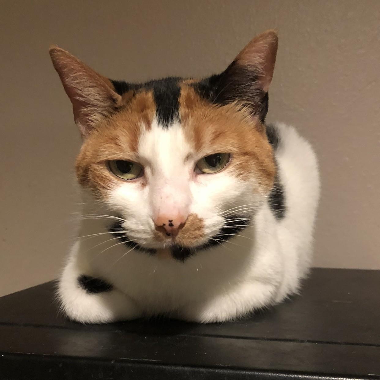 Enlarge Thea, a Adoptable Domestic Short Hair in Puyallup, WA image 2/3