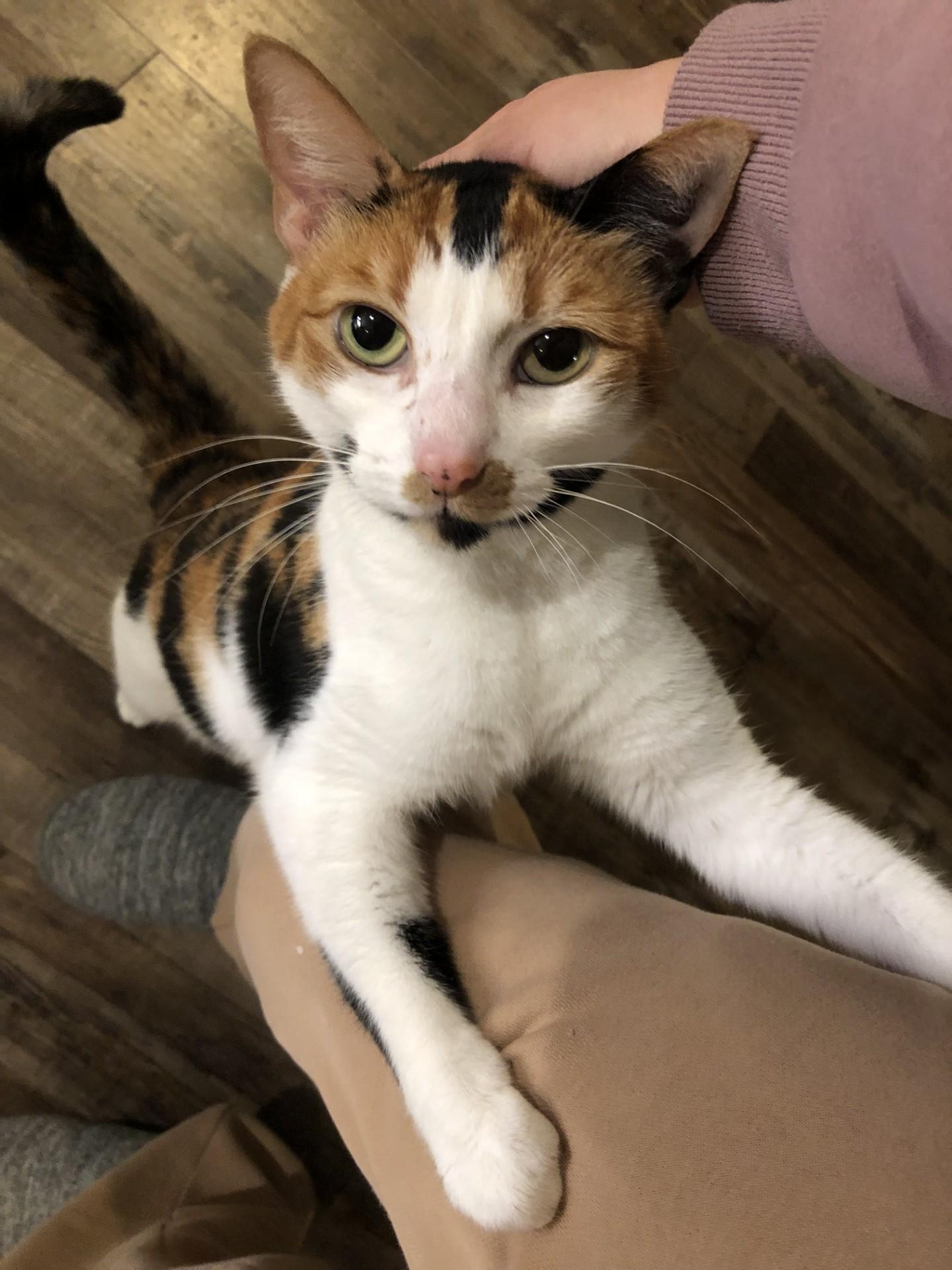 Thea, Adoptable, Adult Female Domestic Short Hair.