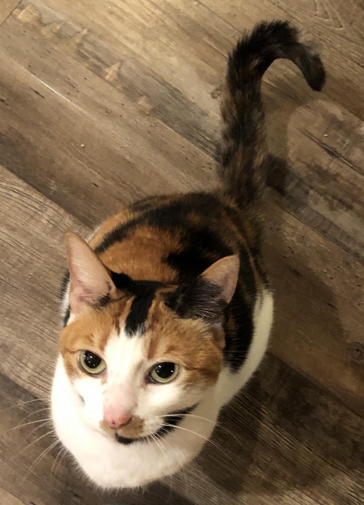 Enlarge Thea, a Adoptable Domestic Short Hair in Puyallup, WA image 3/3