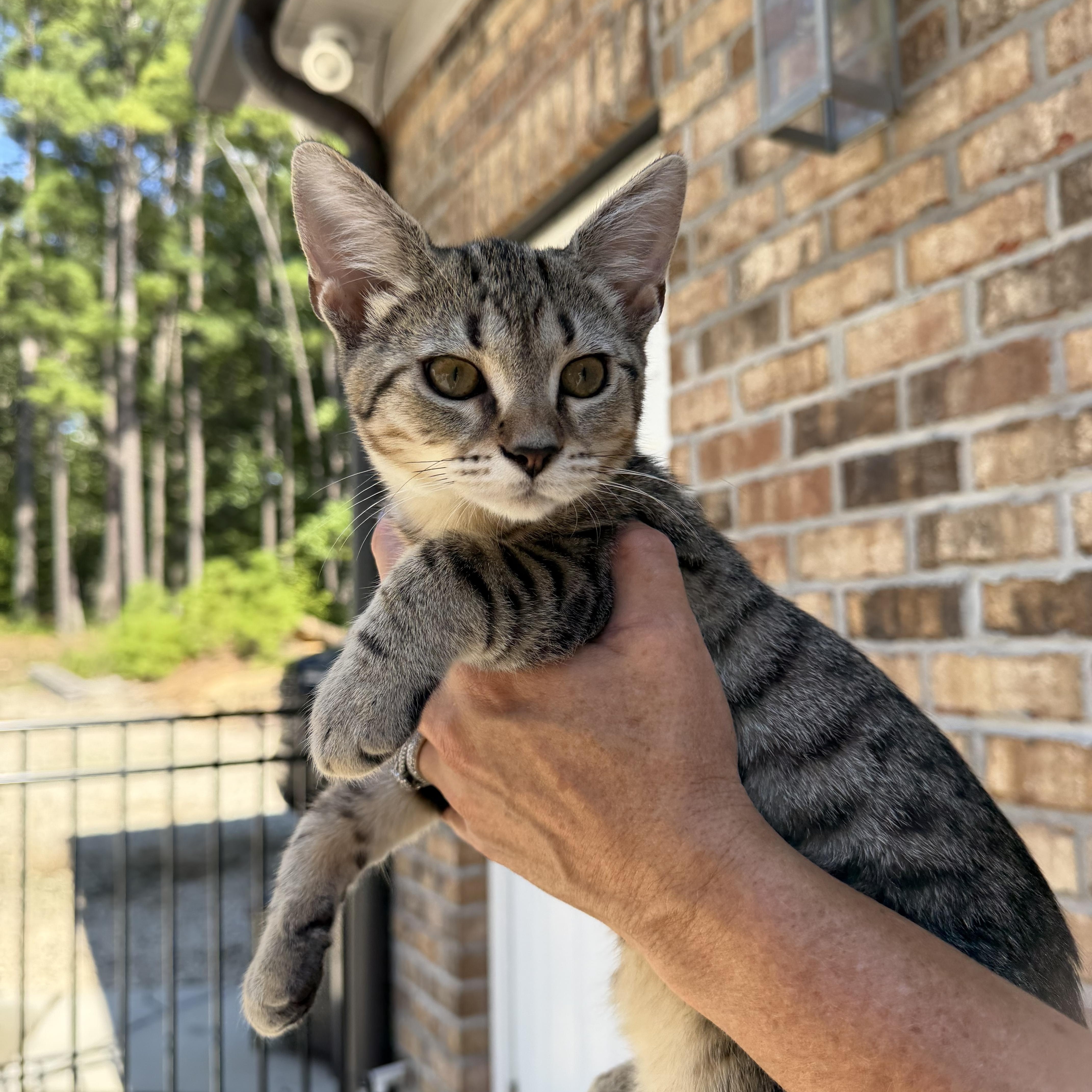 Leo and his girl friend Rye, a ADOPTABLE Tabby in Charlotte, NC image 2/6