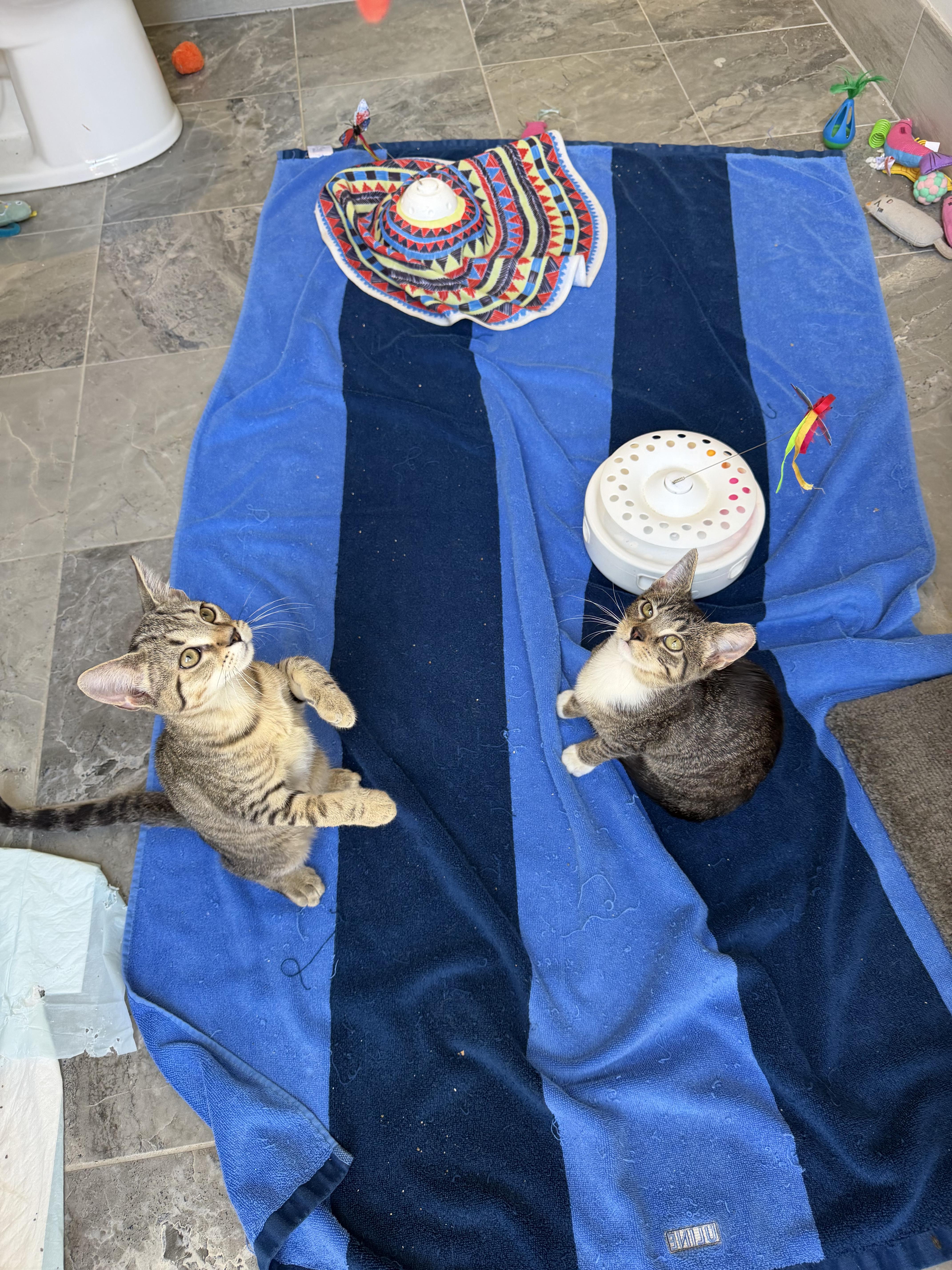 Leo and his girl friend Rye, a ADOPTABLE Tabby in Charlotte, NC image 3/6