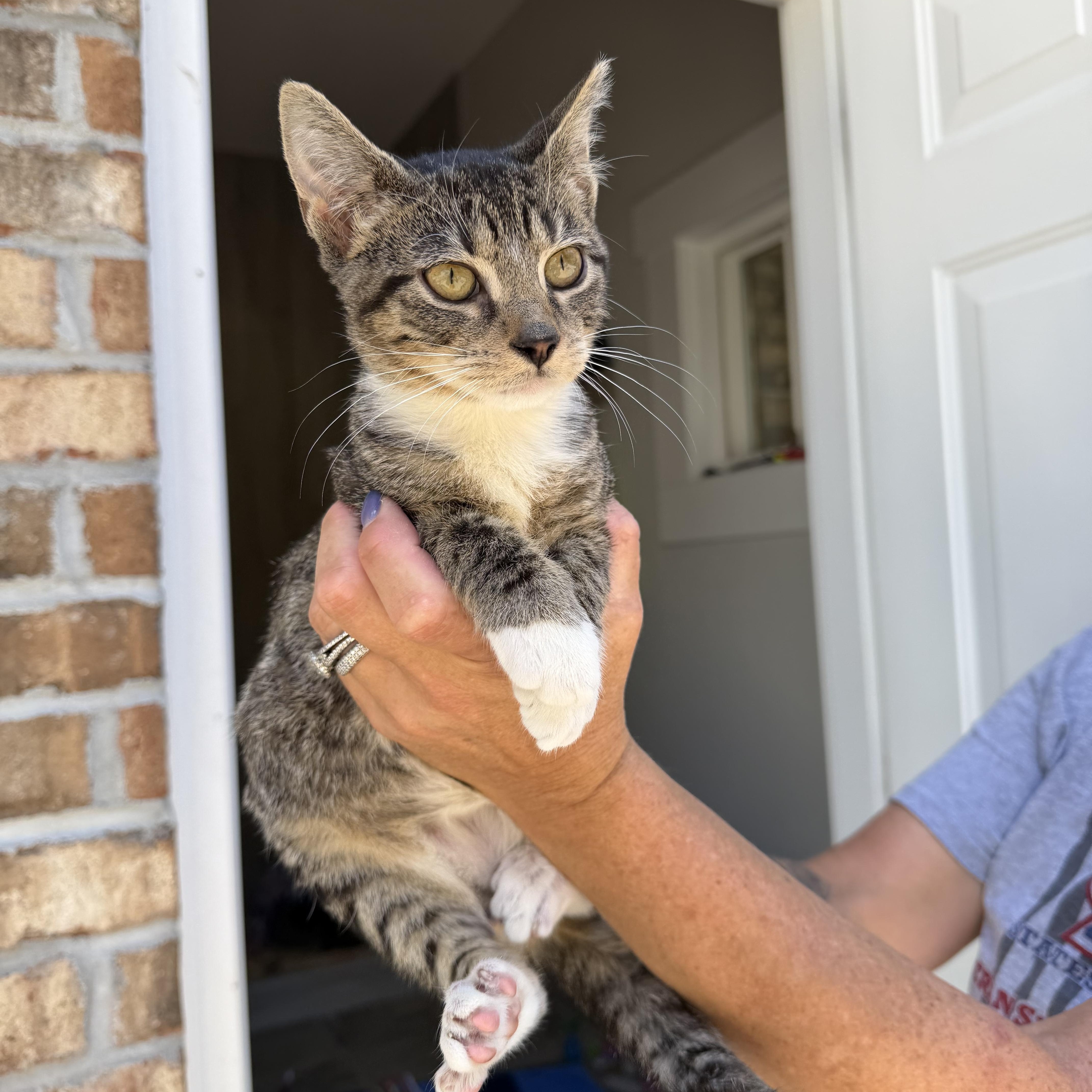 Leo and his girl friend Rye, a ADOPTABLE Tabby in Charlotte, NC image 6/6
