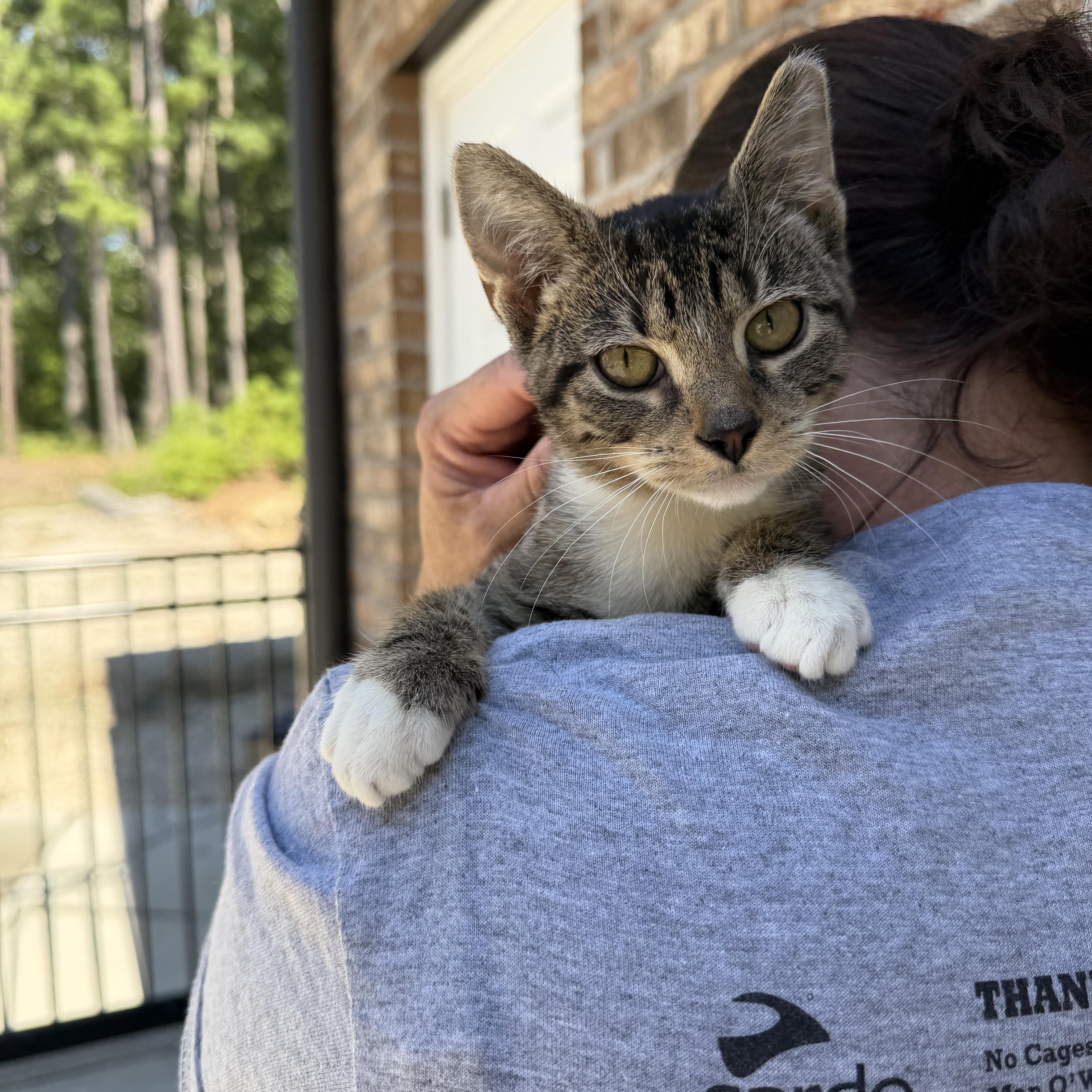 Leo and his girl friend Rye, a ADOPTABLE Tabby in Charlotte, NC image 5/6