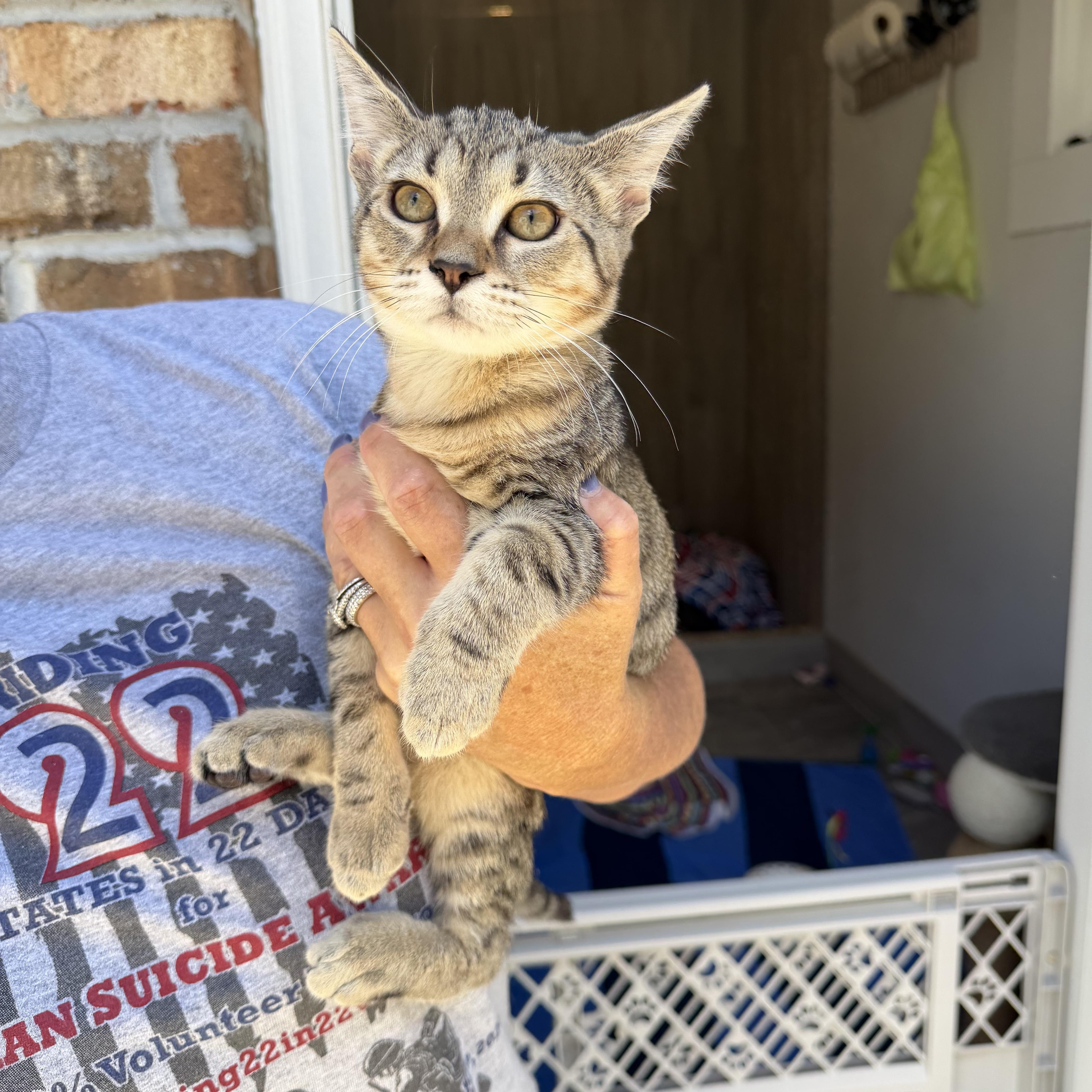 Leo and his girl friend Rye, a ADOPTABLE Tabby in Charlotte, NC image 4/6