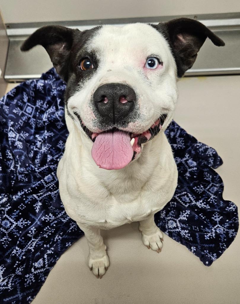 Enlarge Baloney, a Adopted mixed breed in Sherwood, AR image 1/1