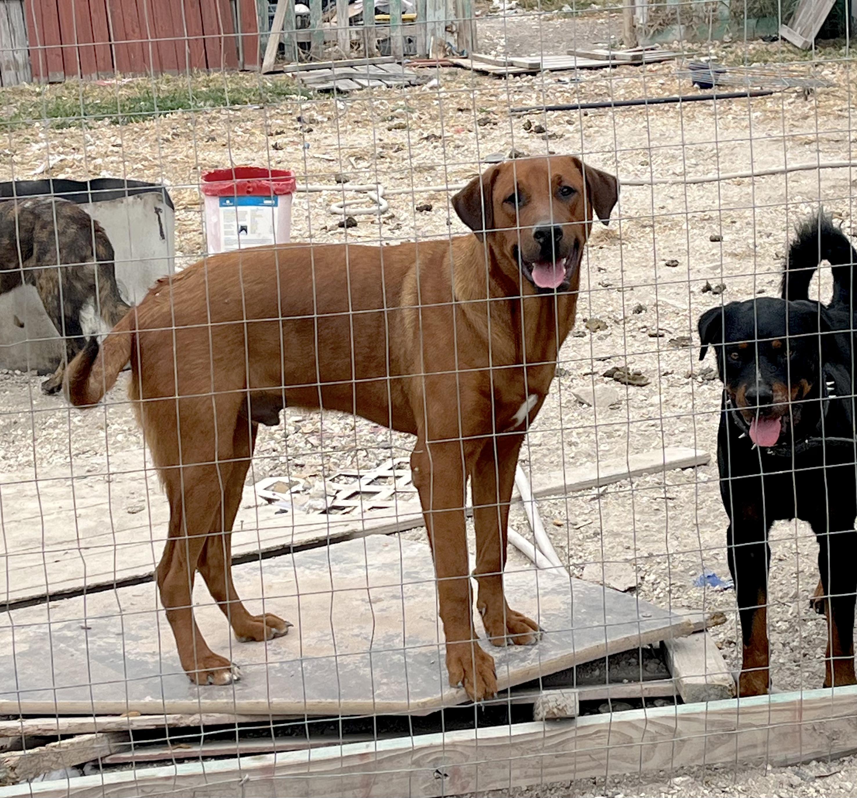 Enlarge Yogi, an adopted mixed breed in Hooksett, NH image 3/6