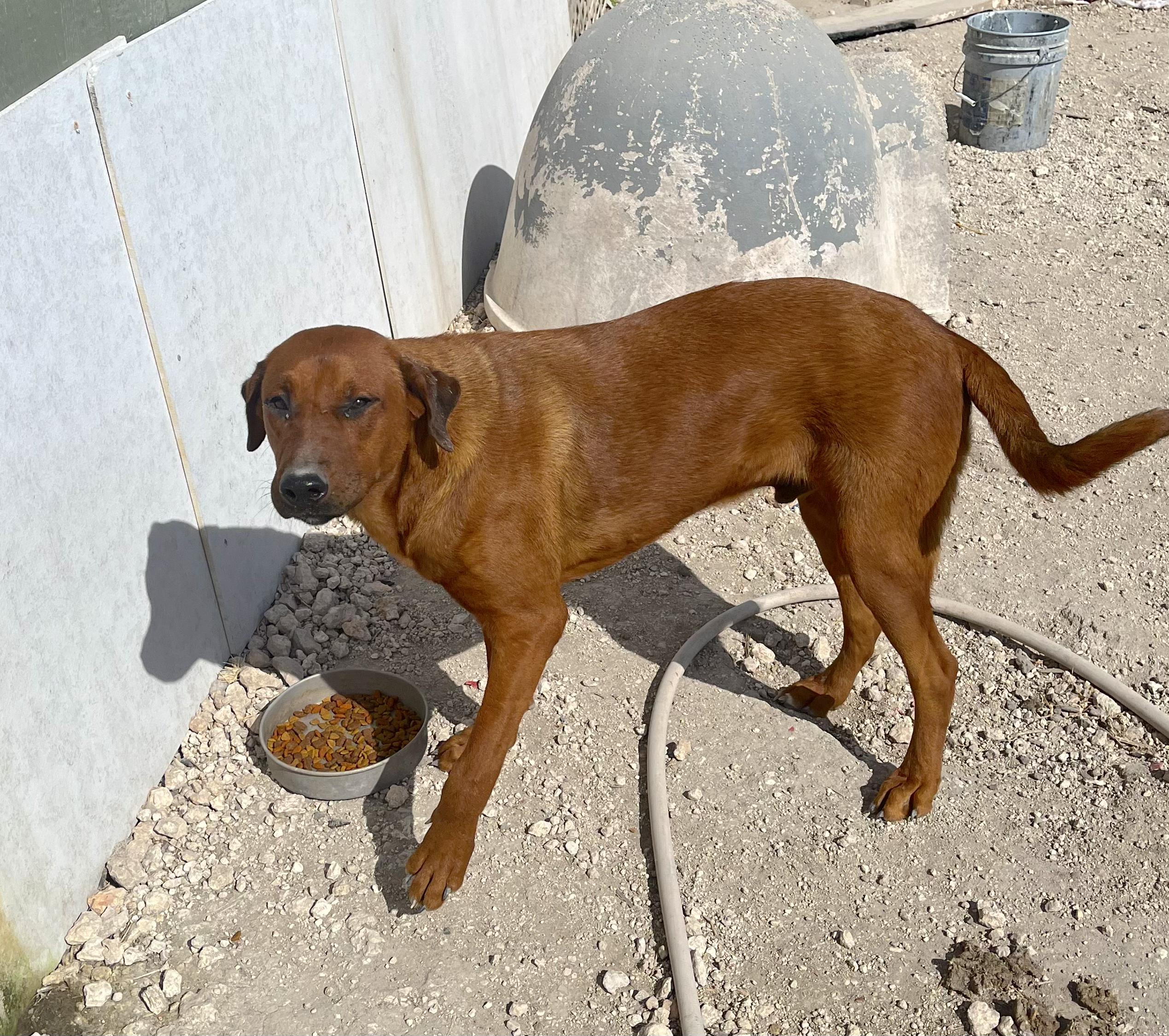 Enlarge Yogi, an adopted mixed breed in Hooksett, NH image 2/6
