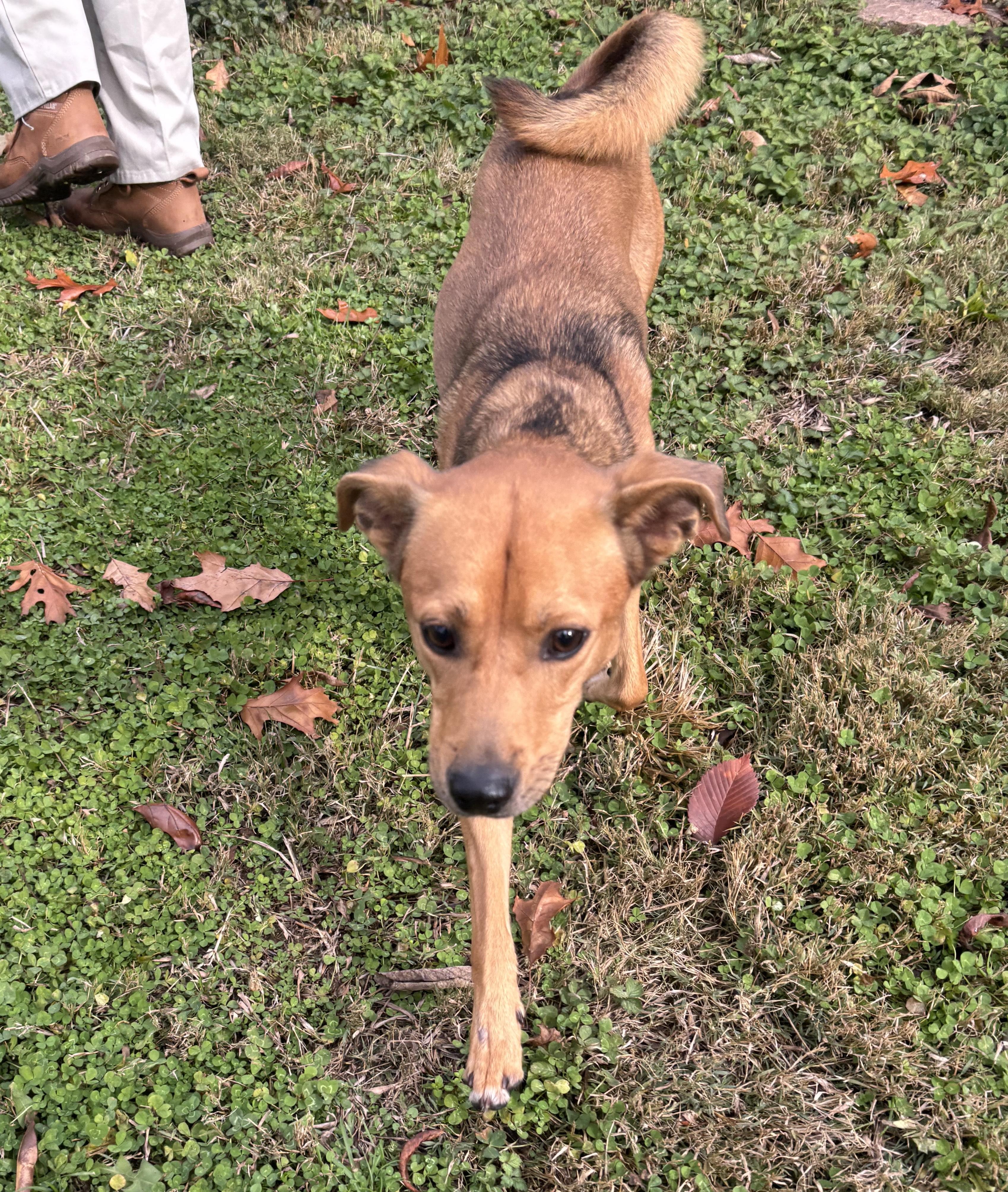 Flash, a ADOPTABLE Mixed Breed in Circleville, OH image 1/3