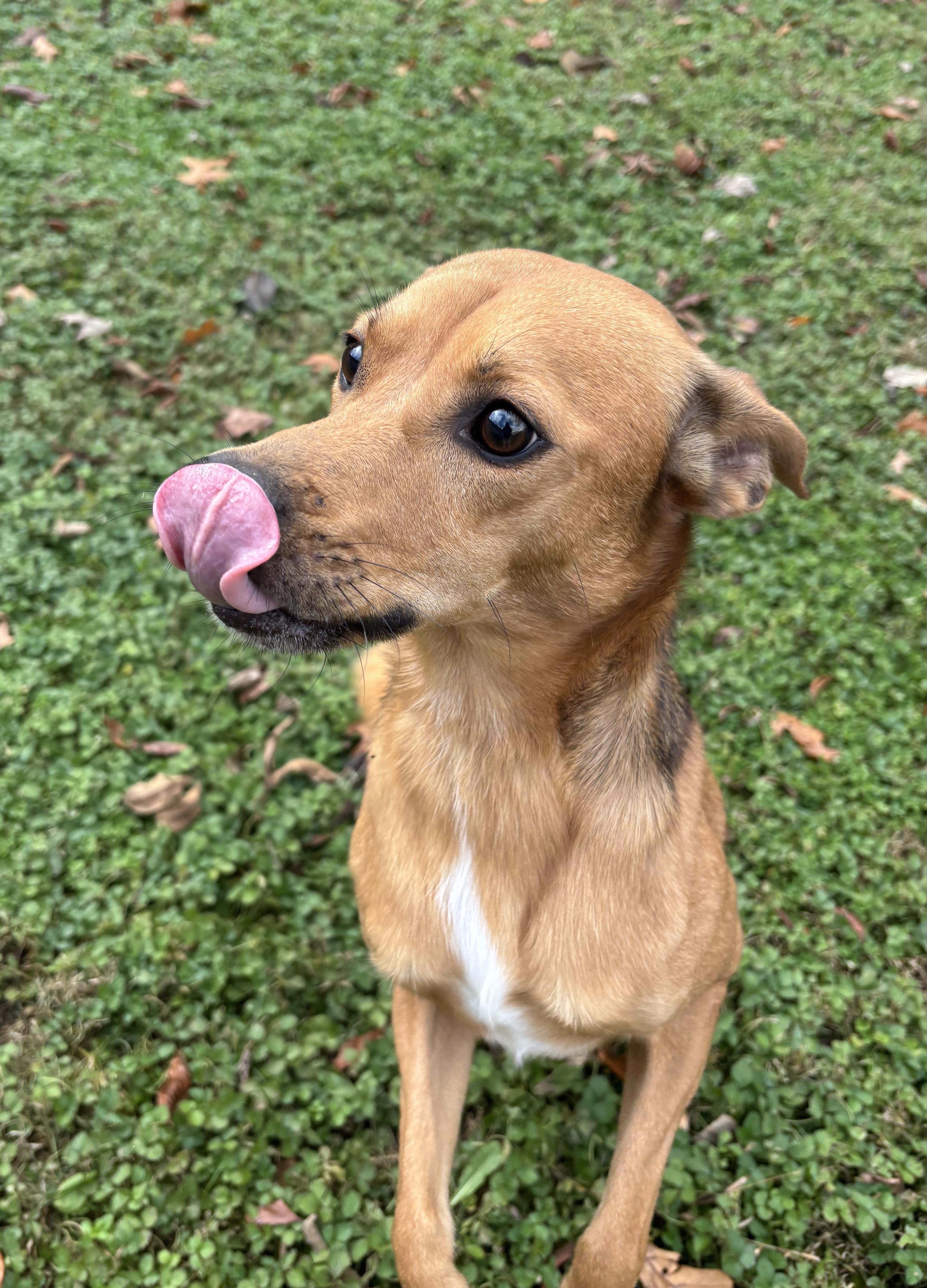 Flash, a ADOPTABLE Mixed Breed in Circleville, OH image 2/3