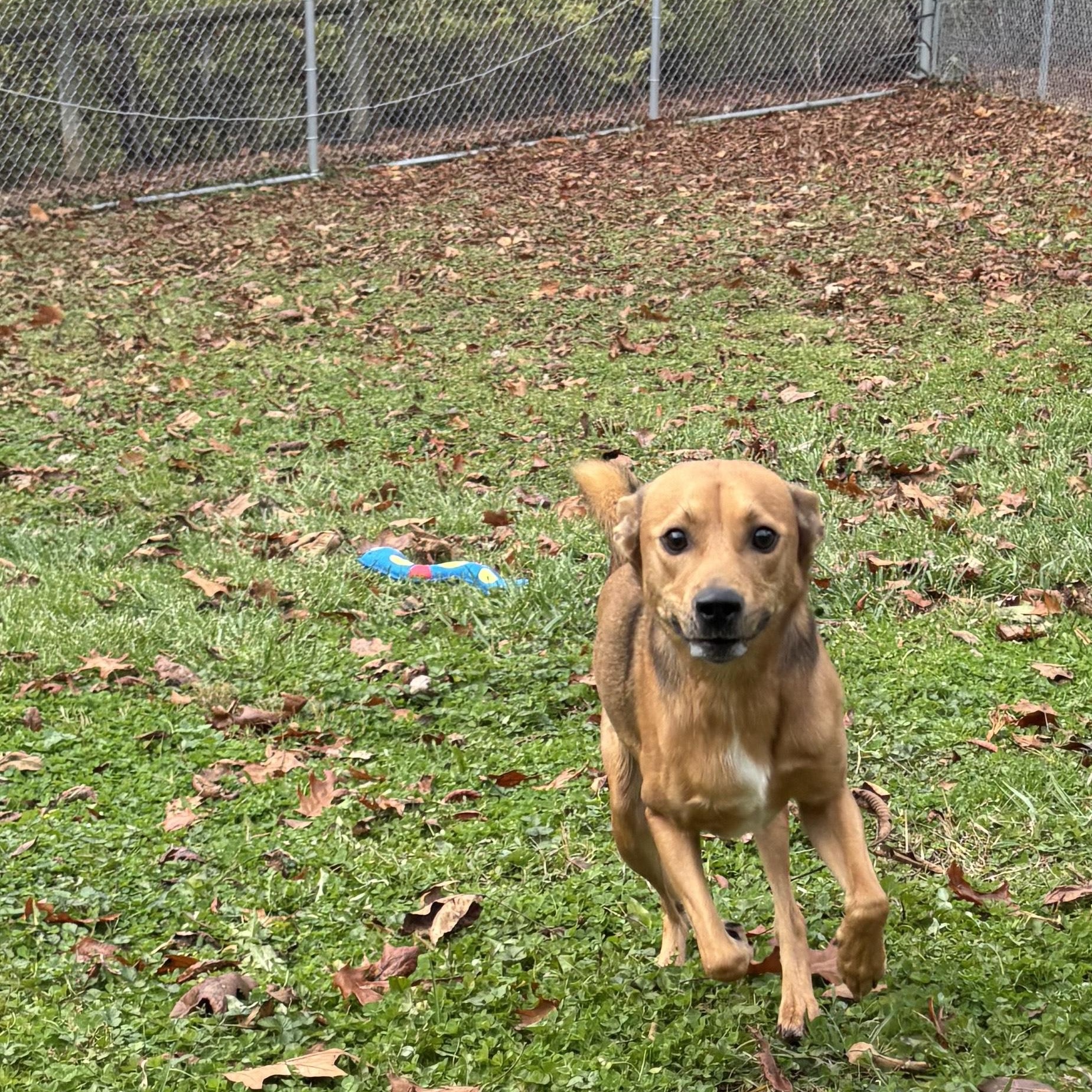 Flash, a ADOPTABLE Mixed Breed in Circleville, OH image 3/3