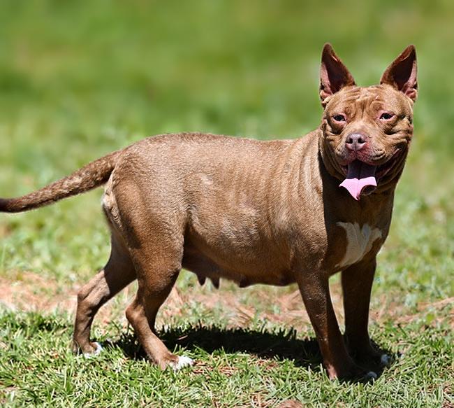 Enlarge #39 Jellybean, a ADOPTABLE Pit Bull Terrier in New Haven, CT image 3/3