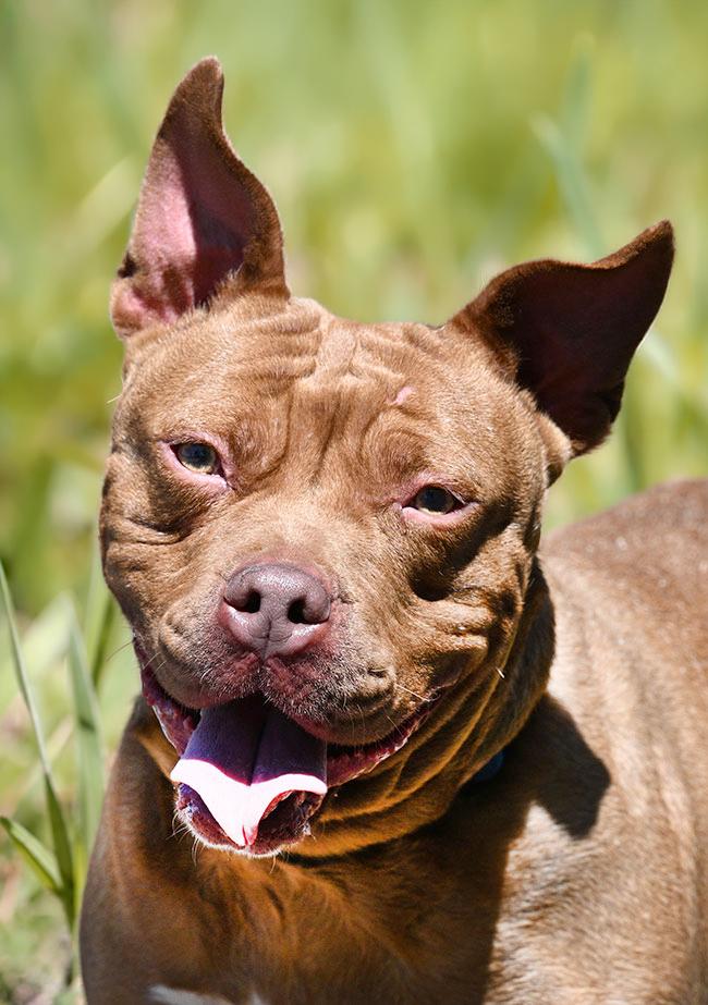 Enlarge #39 Jellybean, a ADOPTABLE Pit Bull Terrier in New Haven, CT image 1/3