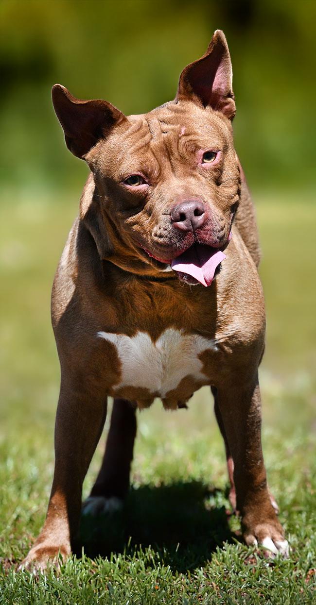 Enlarge #39 Jellybean, a ADOPTABLE Pit Bull Terrier in New Haven, CT image 2/3