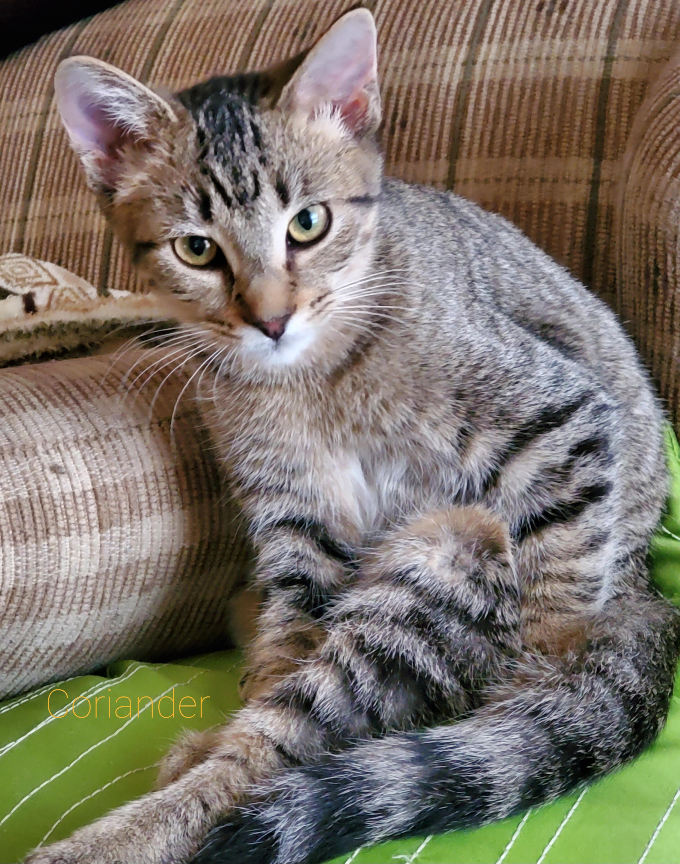 Coriander, Young Female Domestic Short Hair