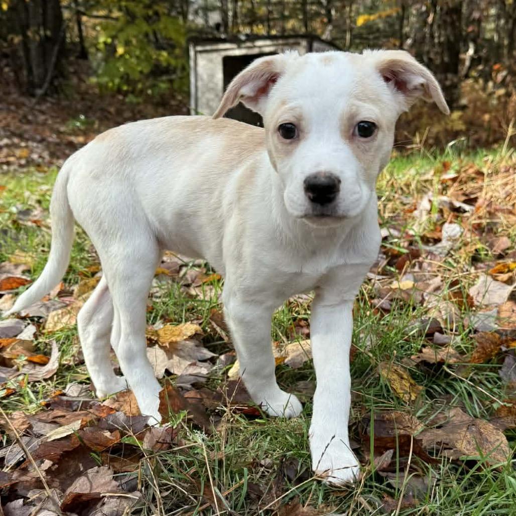 Maggie, a Adoptable mixed breed in Oxford, ME image 1/2