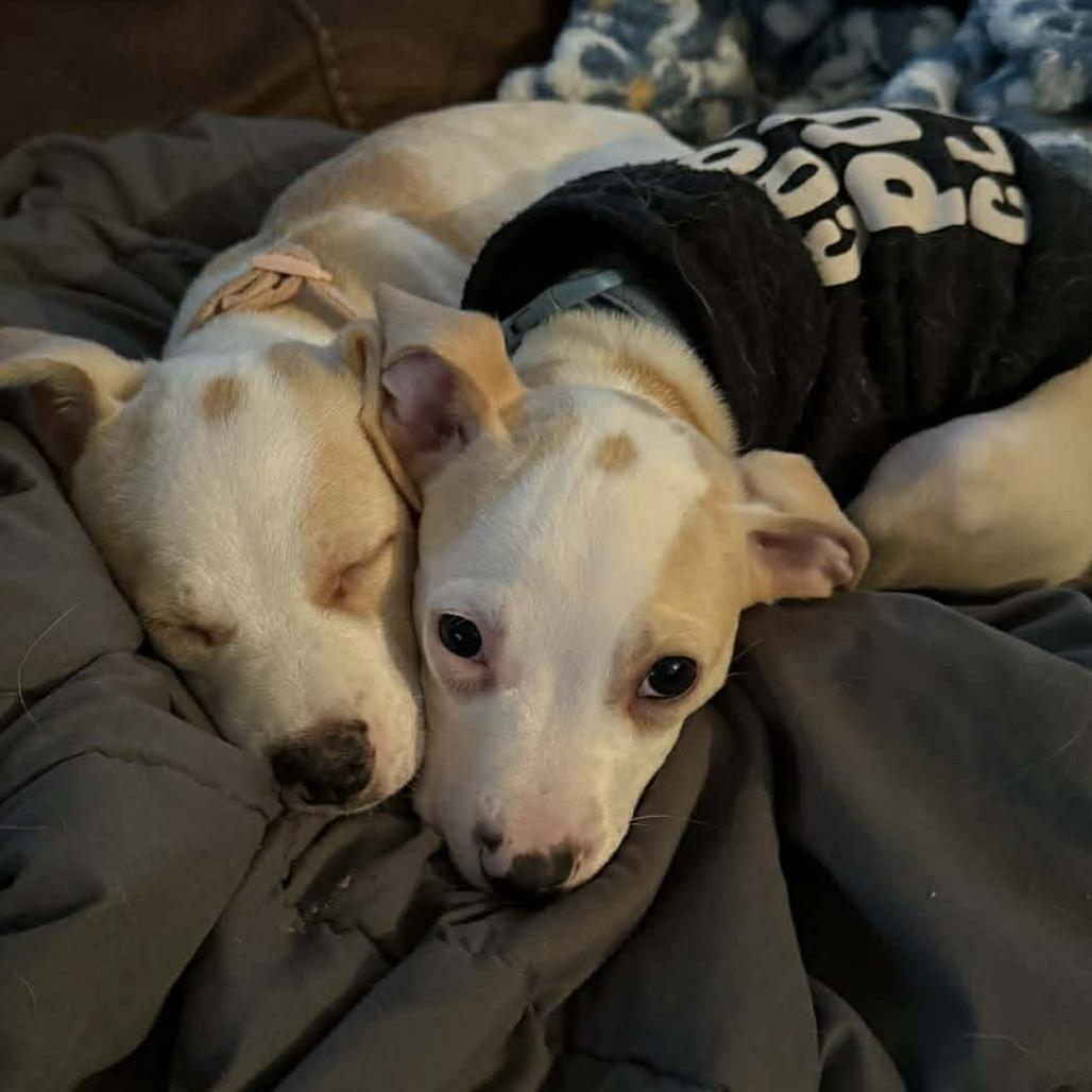 Maggie, a Adoptable mixed breed in Oxford, ME image 2/2