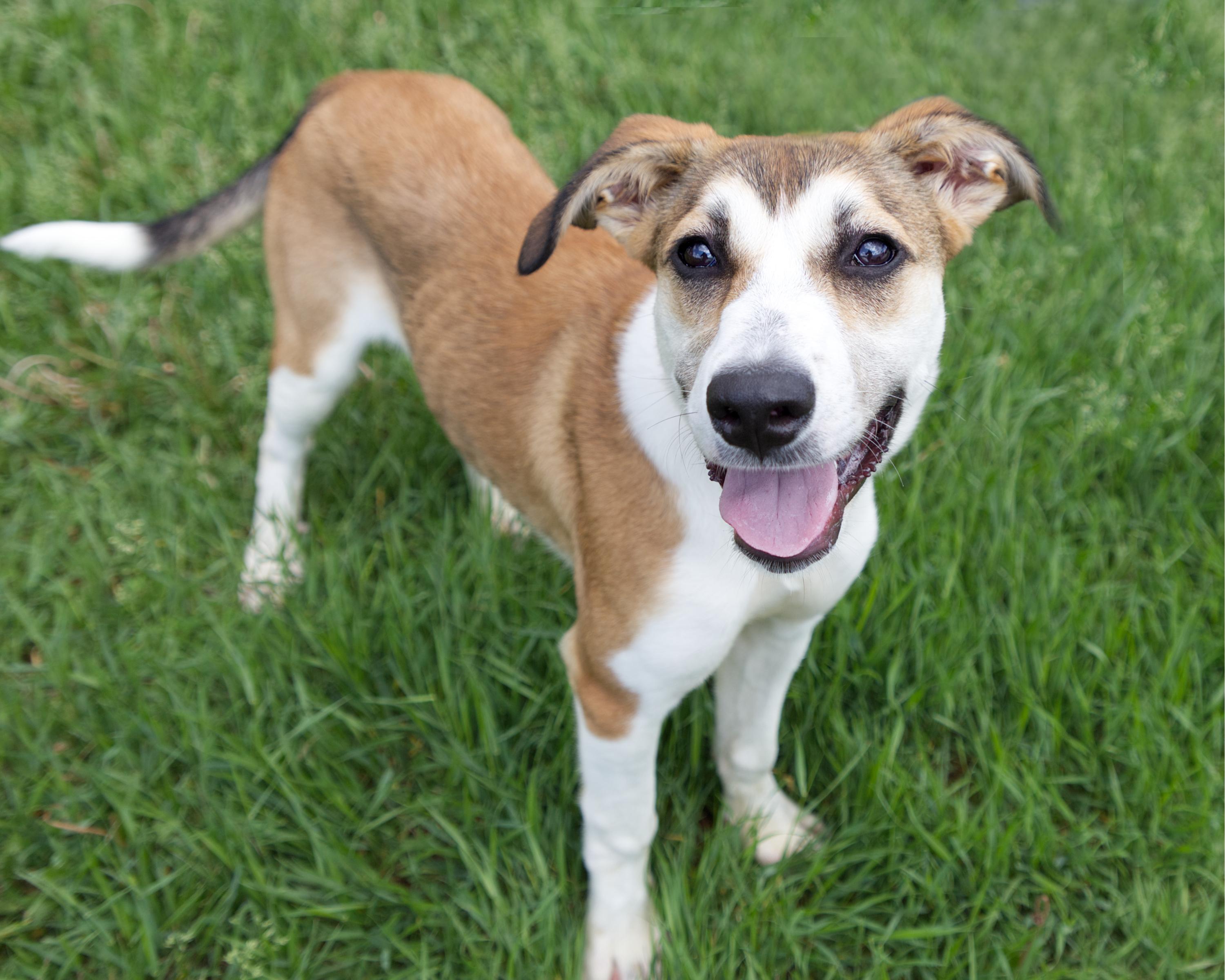 Enlarge Tessa, an adoptable mixed breed in Winnipeg, MB image 3/3