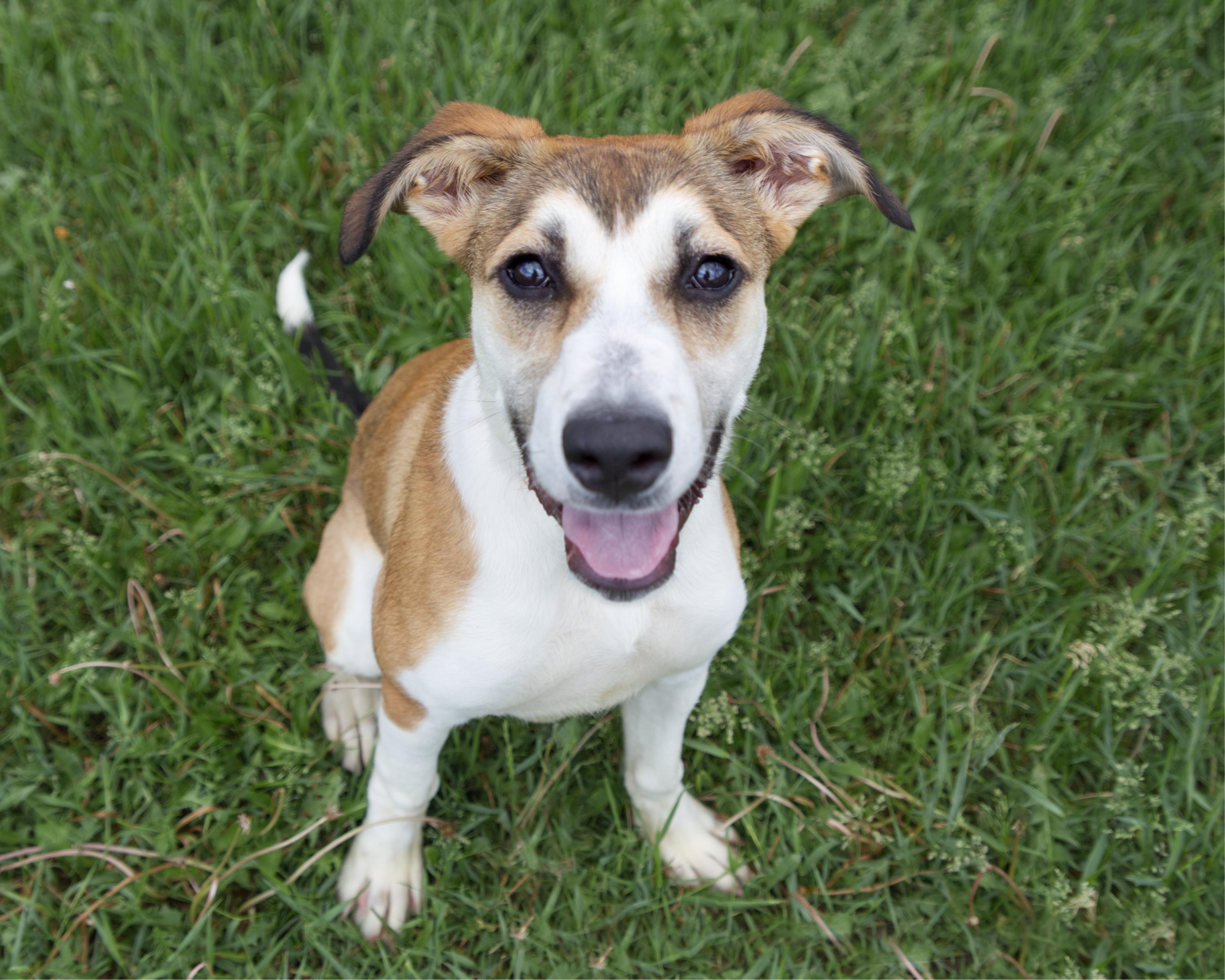 Enlarge Tessa, an adoptable mixed breed in Winnipeg, MB image 1/3