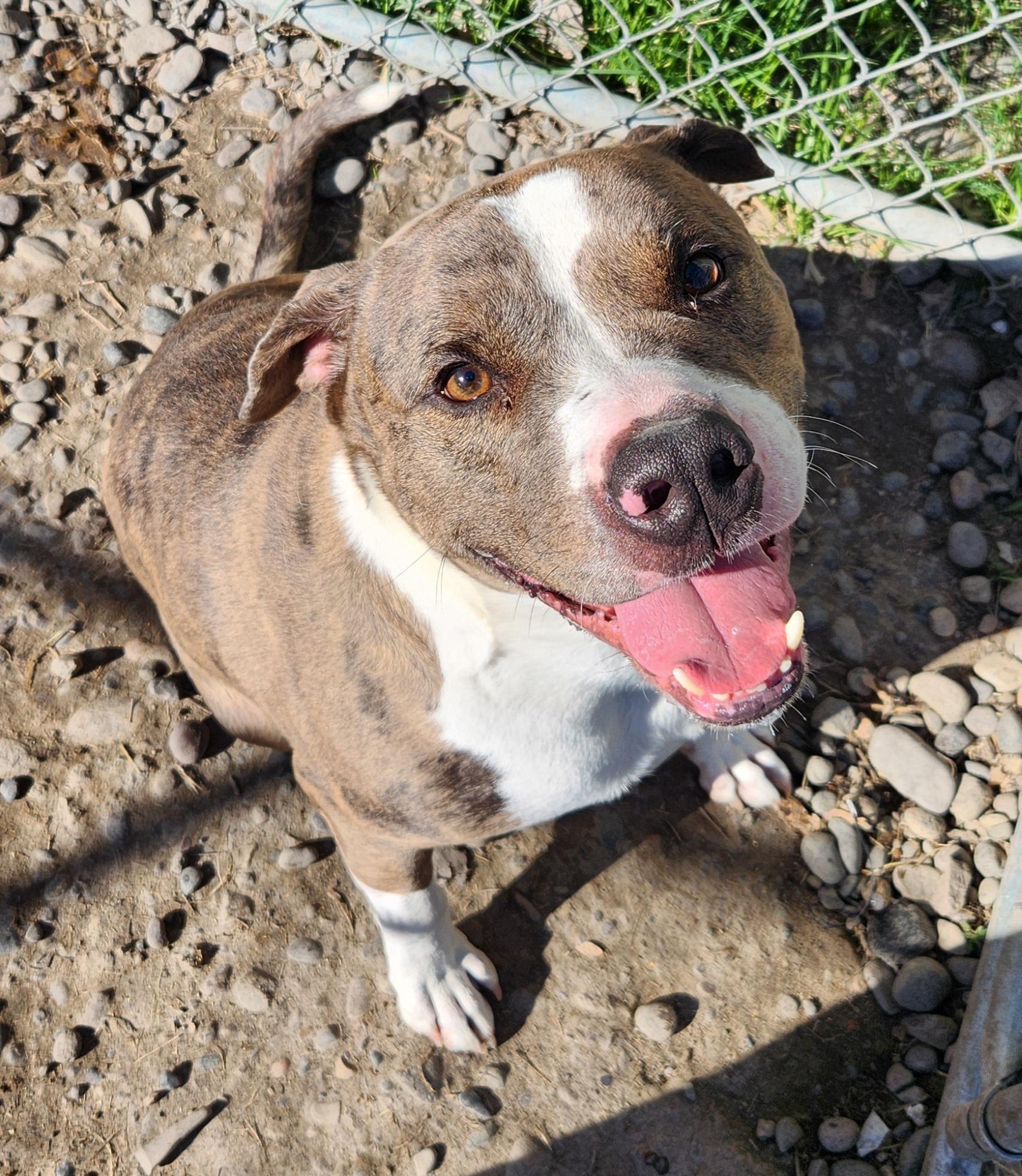 Enlarge Ovulous Prime, a ADOPTABLE mixed breed in Billings, MT image 1/1