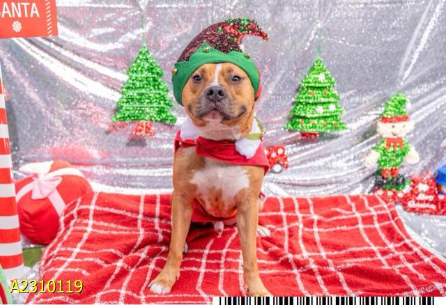 HAMMIE, Adoptable, Adult Male Mixed Breed.