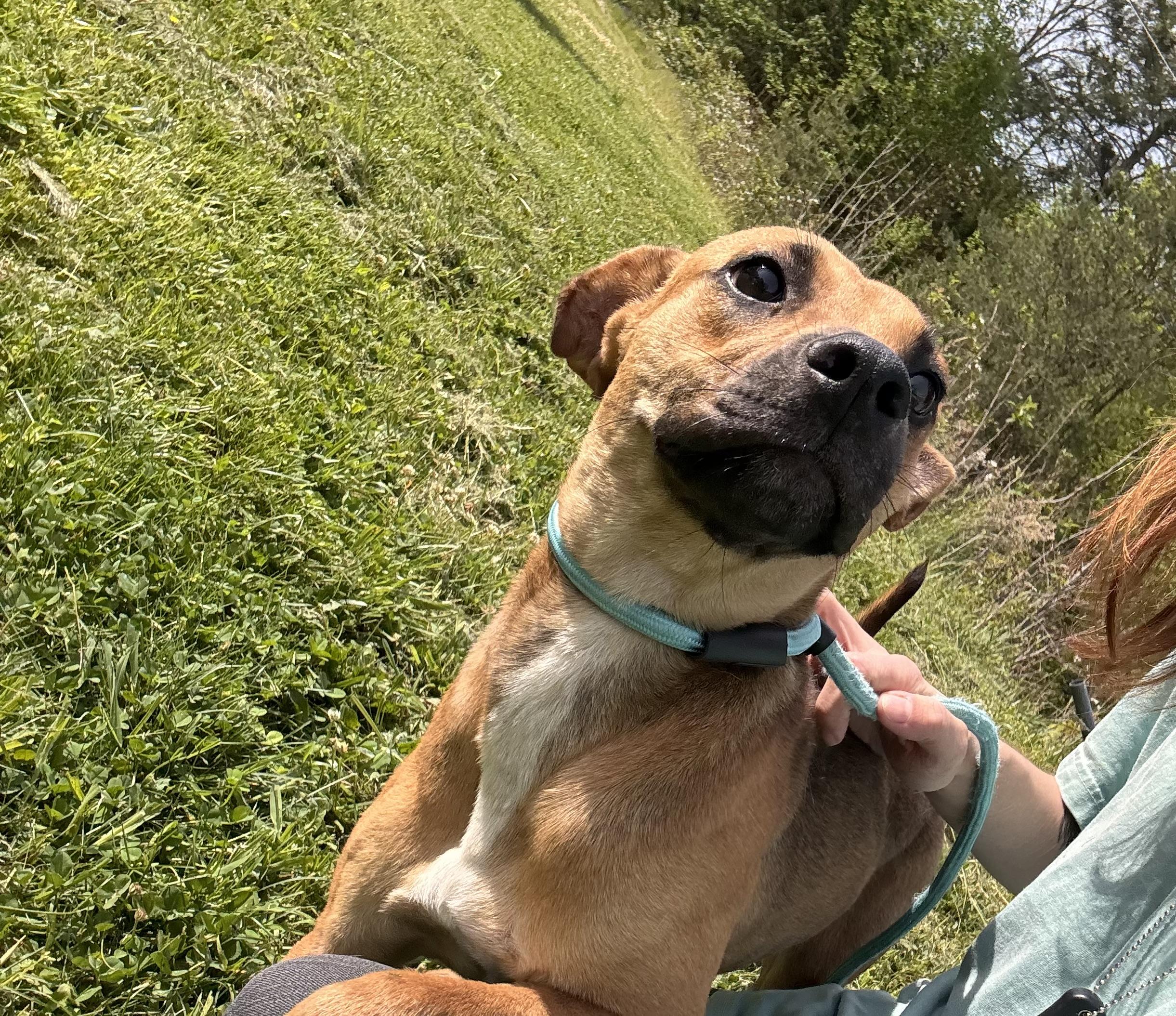 Sasha, Adoptable, Adult Female Pit Bull Terrier & Rat Terrier.