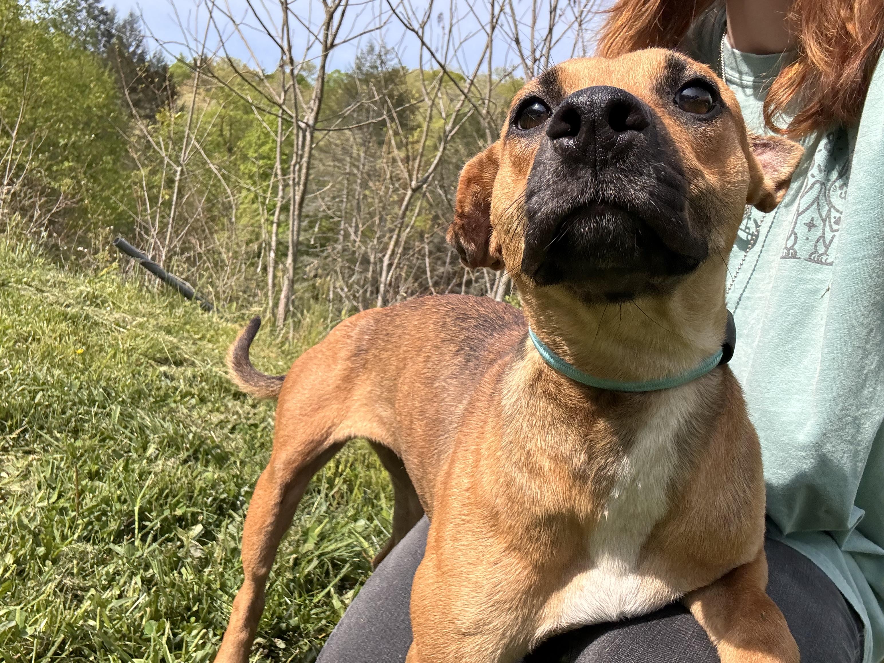 Sasha, a Adoptable mixed breed in Fayetteville, WV image 2/3