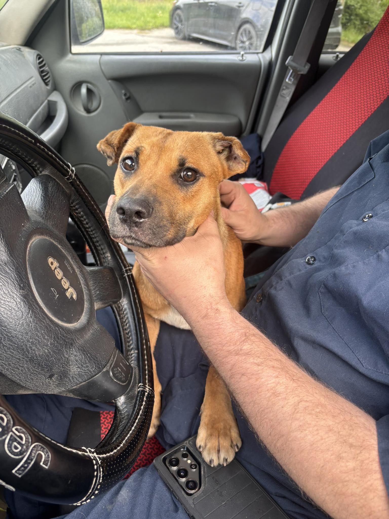 Enlarge Sasha, a Adoptable mixed breed in Fayetteville, WV image 1/1