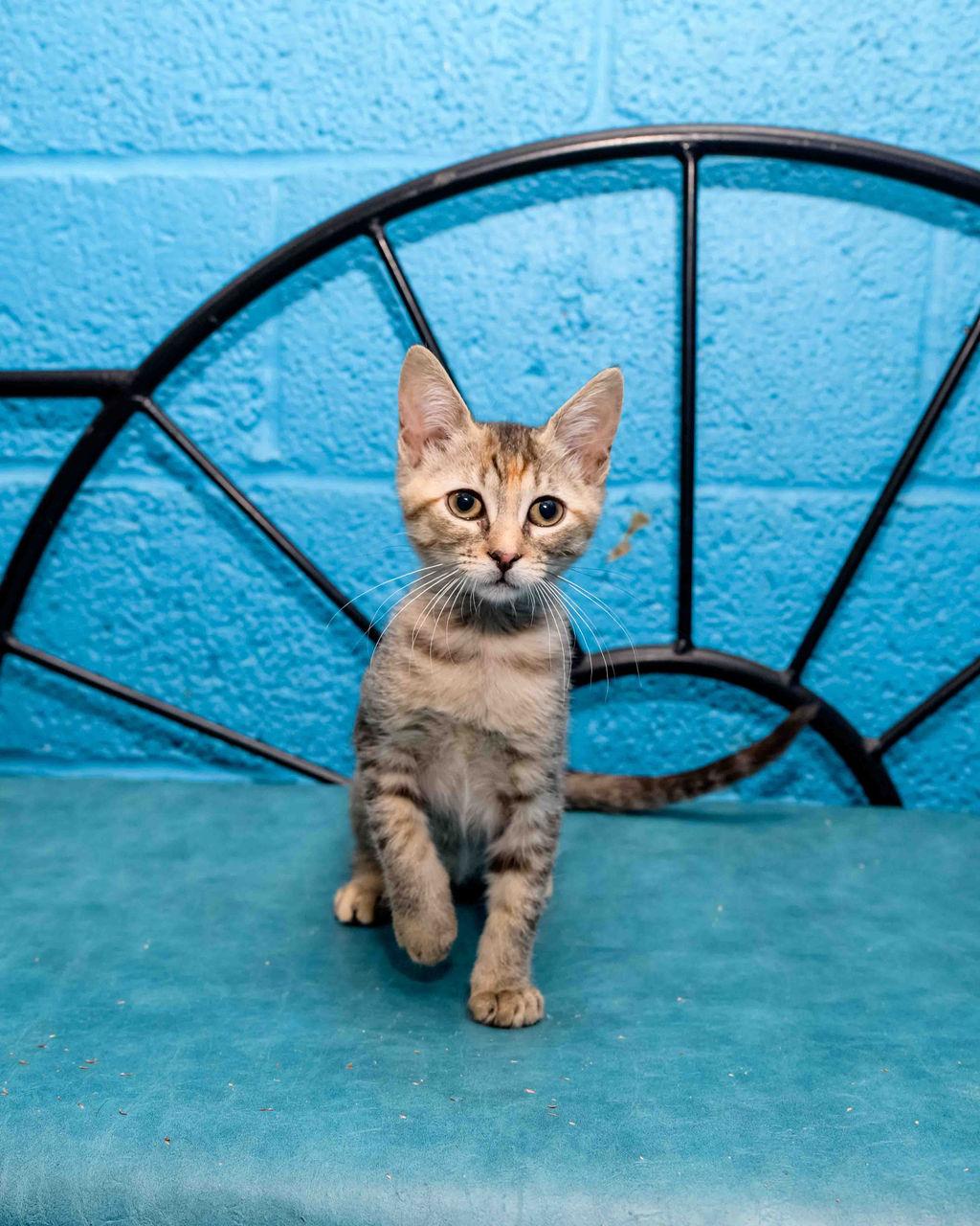 Eggnog, a Adoptable mixed breed in Jefferson, LA image 6/6