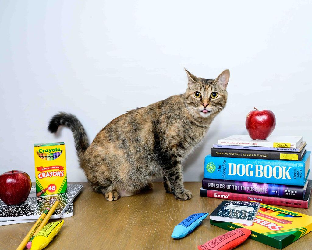 Eggnog, a Adoptable mixed breed in Jefferson, LA image 1/6