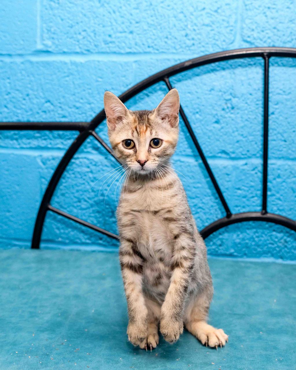 Eggnog, a Adoptable mixed breed in Jefferson, LA image 5/6