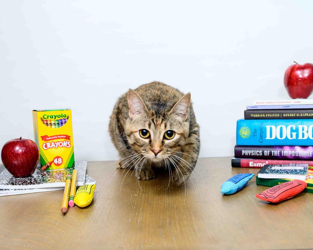 Eggnog, a Adoptable mixed breed in Jefferson, LA image 2/6